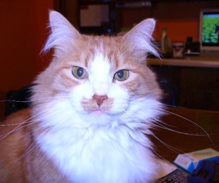 Strohbehn Veterinary Clinic