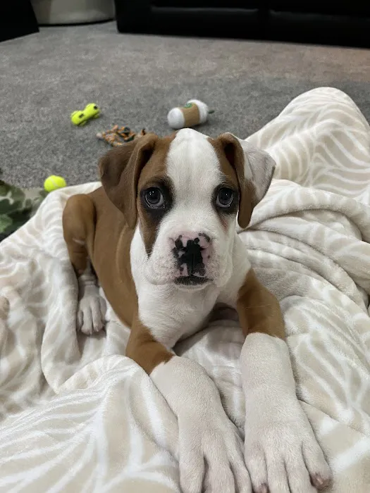 Strohbehn Veterinary Clinic Picture 3