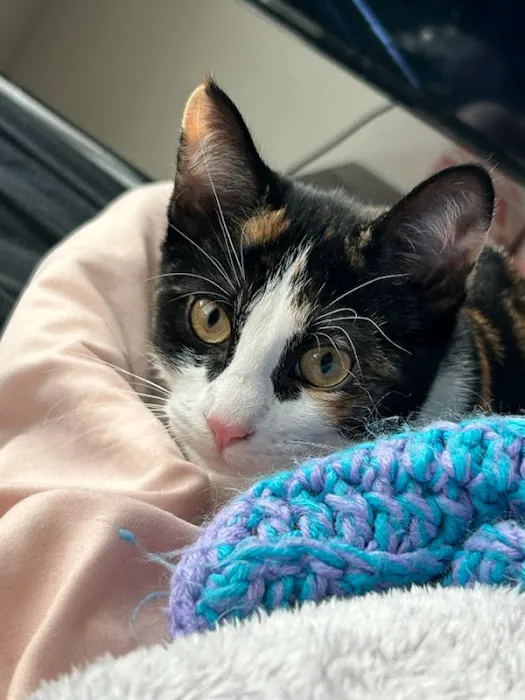 Strohbehn Veterinary Clinic Picture 8