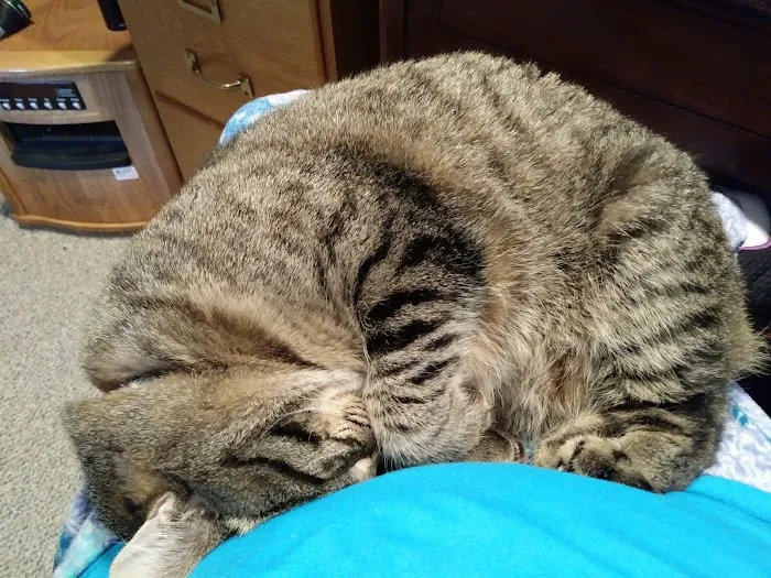 Strohbehn Veterinary Clinic Picture 5