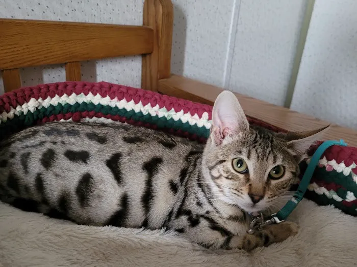 Strohbehn Veterinary Clinic Picture 4