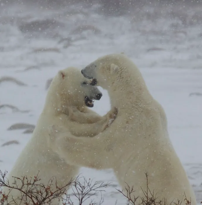 Strohbehn Veterinary Clinic Picture 10