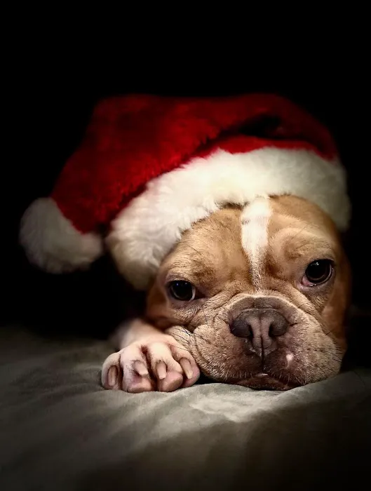 Lone Tree Animal Care Center Picture 3