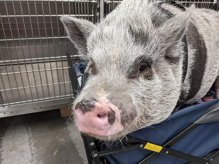 Lone Tree Animal Care Center Picture 10