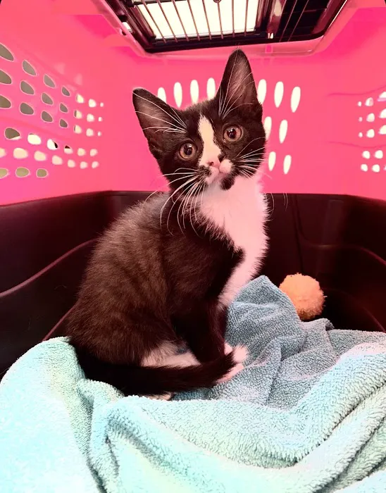 24th Street Animal Clinic Picture 1