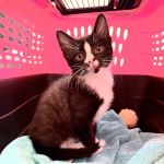 24th Street Animal Clinic