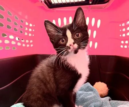 24th Street Animal Clinic