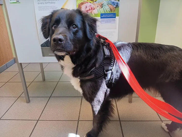 24th Street Animal Clinic Picture 3