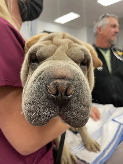 24th Street Animal Clinic Picture 7