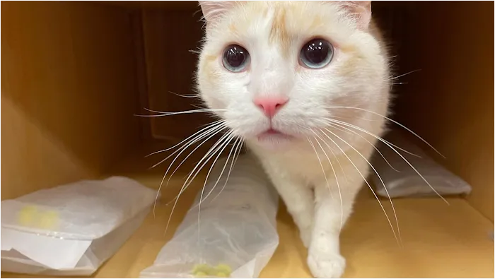 24th Street Animal Clinic Picture 8