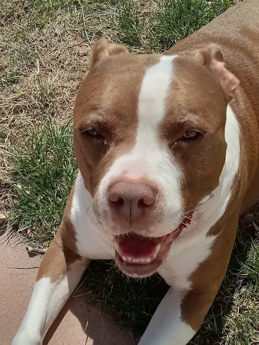 24th Street Animal Clinic Picture 5