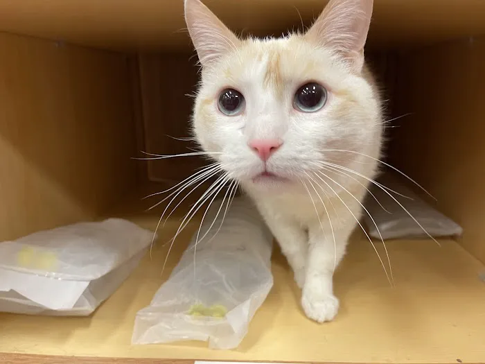 24th Street Animal Clinic Picture 9