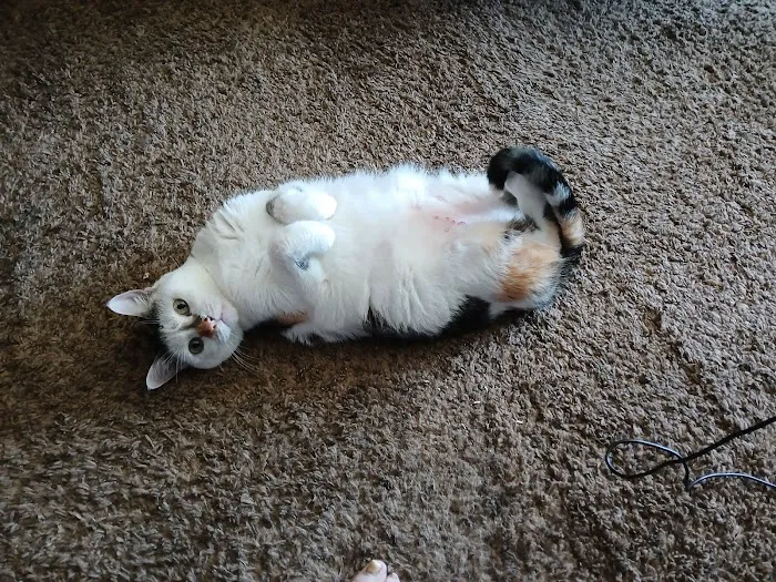 Heartland Pet Hospital Picture 1