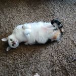 Heartland Pet Hospital