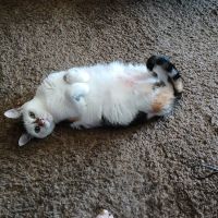 Heartland Pet Hospital ico