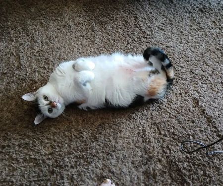 Heartland Pet Hospital