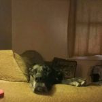 Southwest Animal Hospital