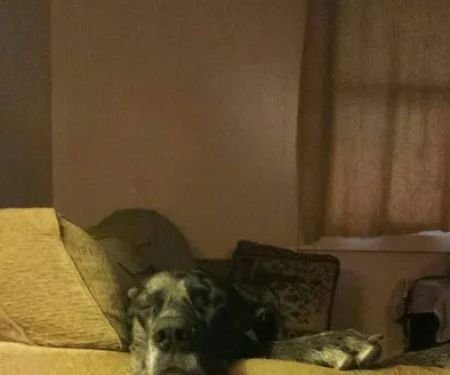 Southwest Animal Hospital