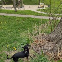 South Omaha Animal Hospital ico