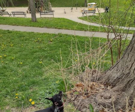 South Omaha Animal Hospital