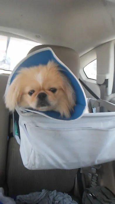 South Omaha Animal Hospital Picture 6