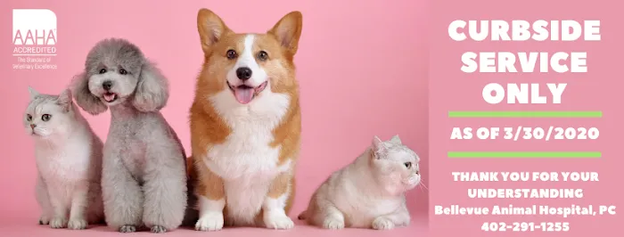 Bellevue Animal Hospital PC Picture 1