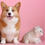 Bellevue Animal Hospital PC