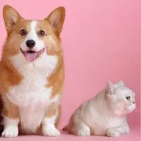 Bellevue Animal Hospital PC ico