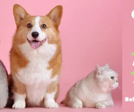 Bellevue Animal Hospital PC