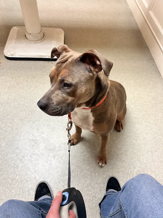 Bellevue Animal Hospital PC Picture 6