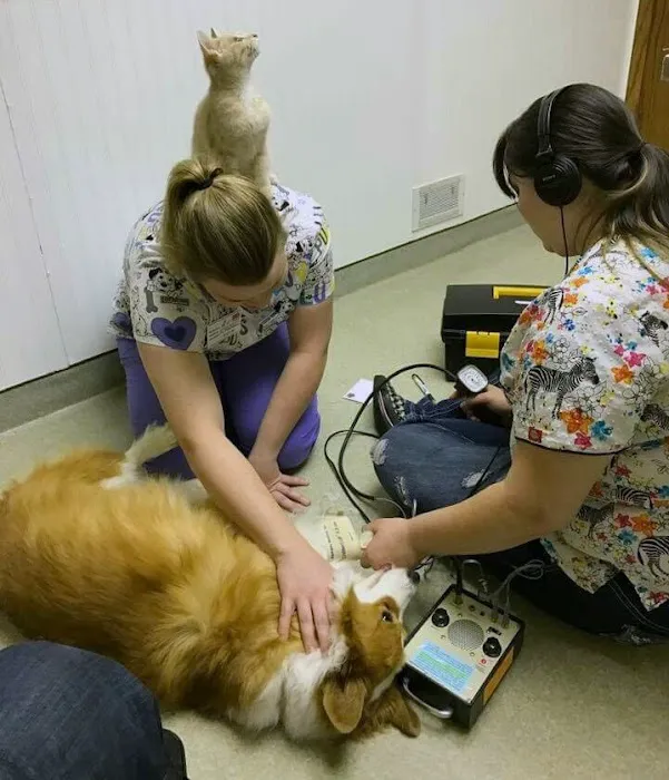 Bellevue Animal Hospital PC Picture 5