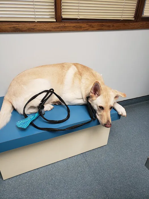 Bellevue Animal Hospital PC Picture 7