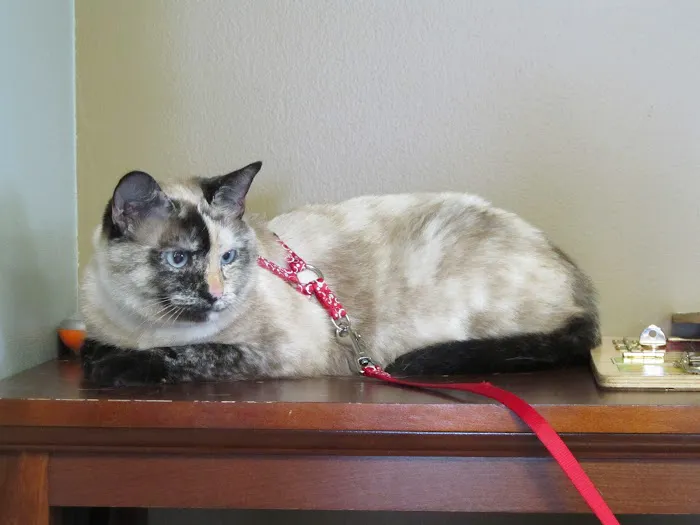 Bellevue Animal Hospital PC Picture 9