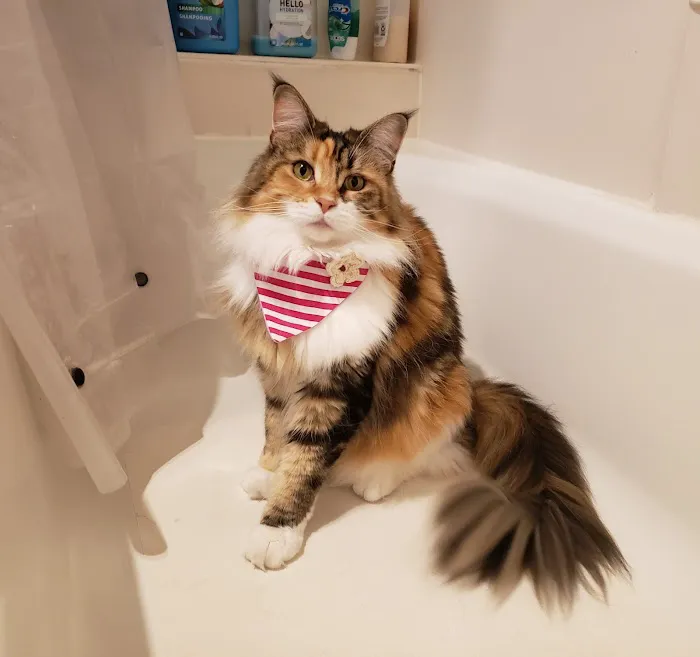 Bellevue Animal Hospital PC Picture 8