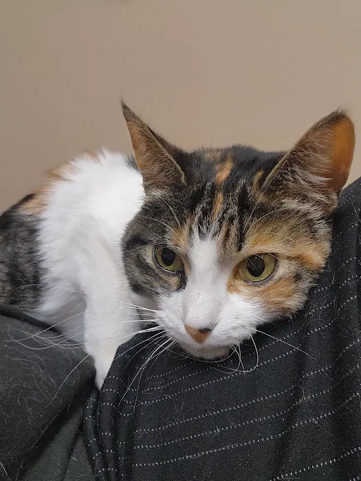 Bellevue Animal Hospital PC Picture 10