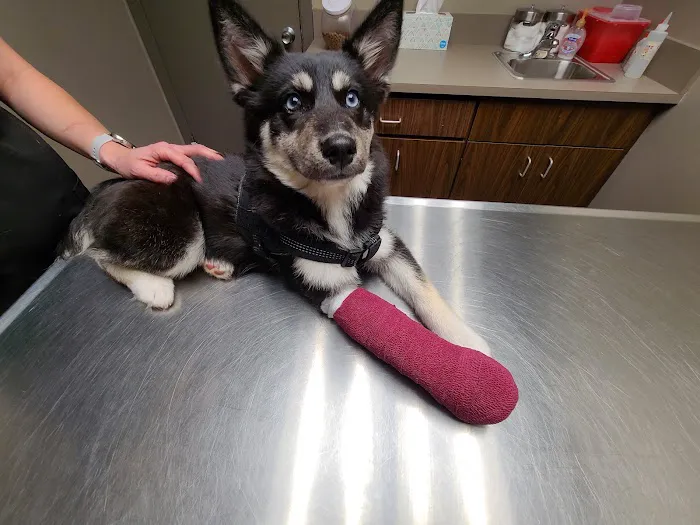 Omaha Animal Hospital Picture 1