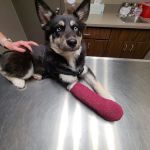 Omaha Animal Hospital