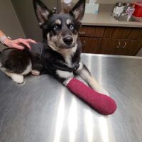 Omaha Animal Hospital ico