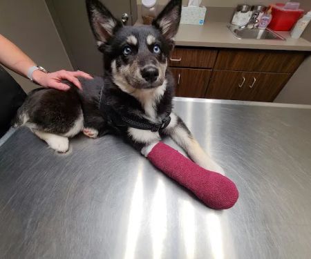 Omaha Animal Hospital