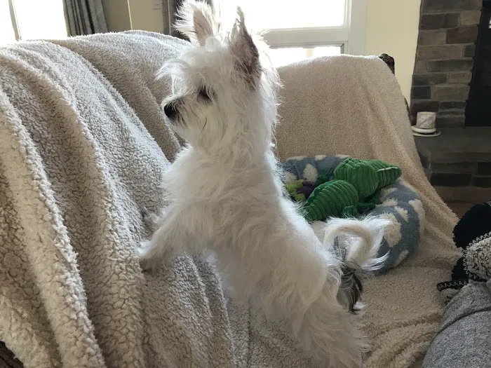 Omaha Animal Hospital Picture 5