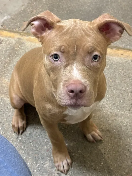 Vetco Total Care Animal Hospital Picture 2