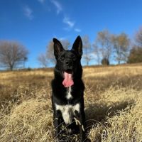 Vetco Total Care Animal Hospital ico