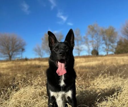 Vetco Total Care Animal Hospital