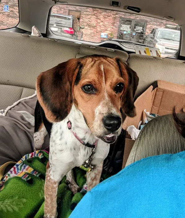 VCA 80 Dodge Animal Hospital Picture 2