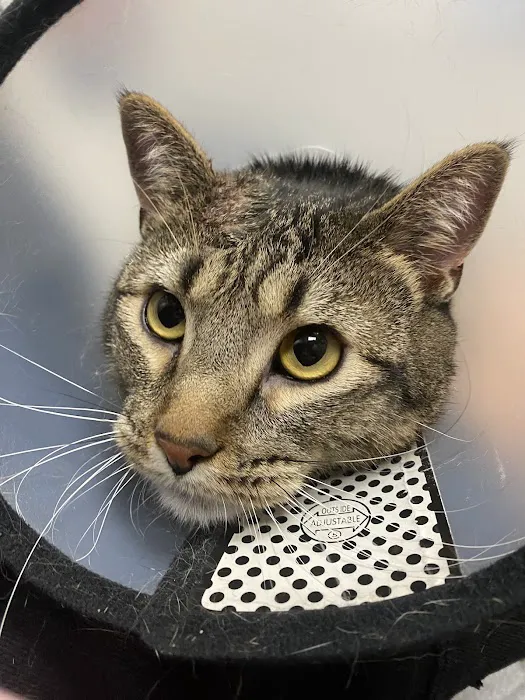 VCA 80 Dodge Animal Hospital Picture 4