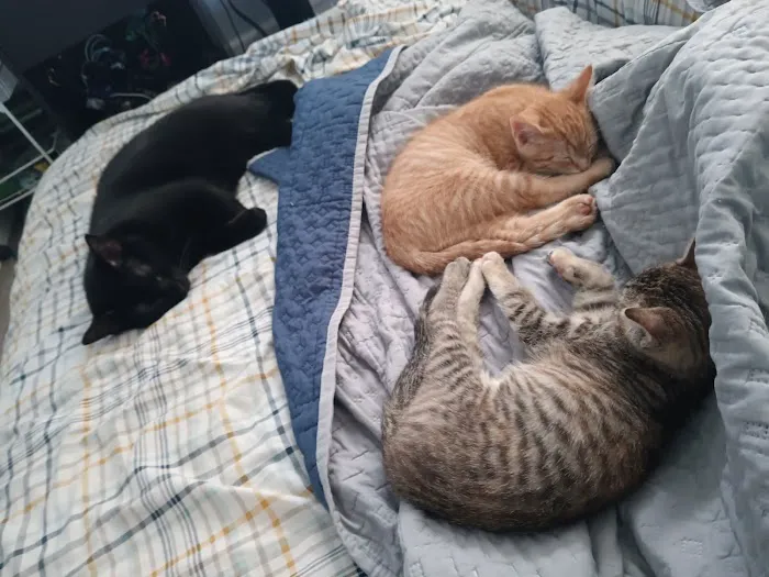 VCA 80 Dodge Animal Hospital Picture 3