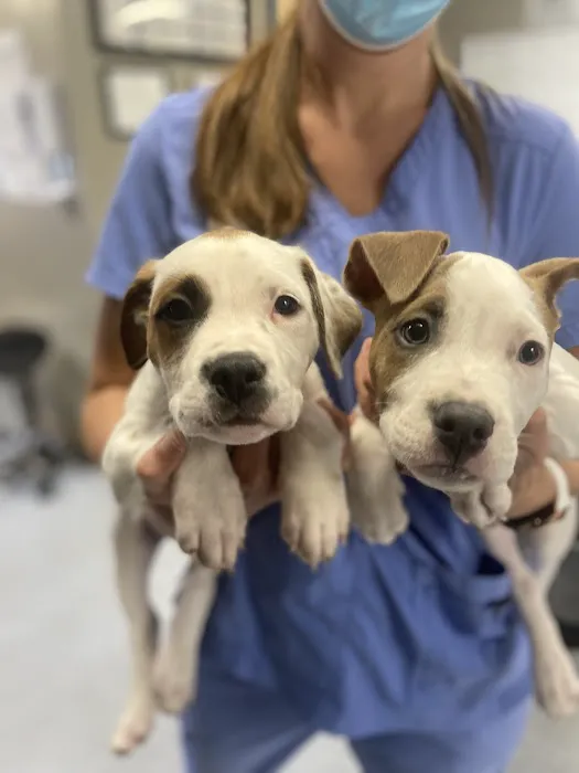 VCA 80 Dodge Animal Hospital Picture 6