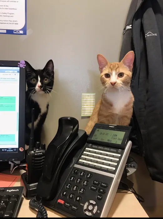 VCA 80 Dodge Animal Hospital Picture 9