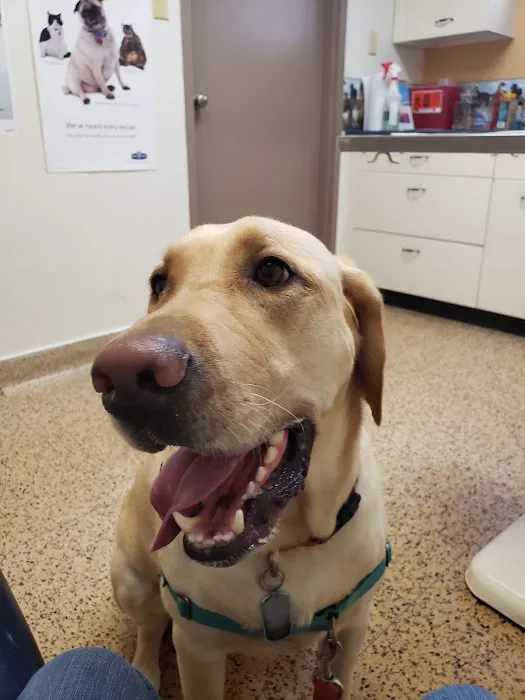 Loveland Animal Hospital Picture 3