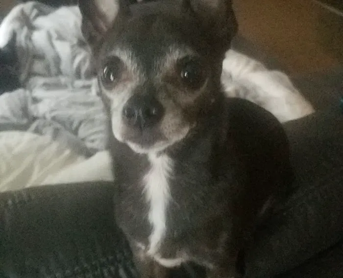 VCA Animal Medical Center of Omaha Picture 3